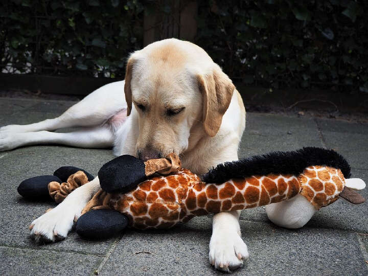Nobby Kuscheltier Plüsch GIRAFFE für Hunde
